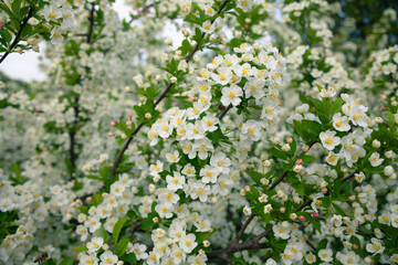 Bright white spring thorn flowers blooming in the city park