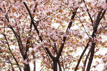 Sakura. Blooming Japanese cherry. Pink flowers. Fruit tree. Spring background with flowers.