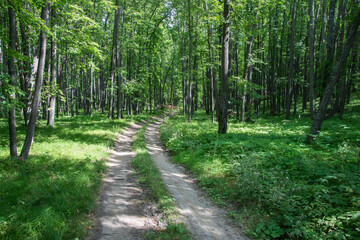 Fototapeta premium Dirt road through green dense rainforest. Russia