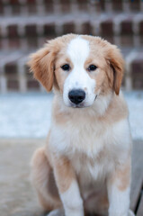 A cute fluffy brown and white dog sitting and looking at the camera