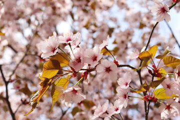Sakura. Blooming Japanese cherry. Pink flowers. Fruit tree. Spring background with flowers.