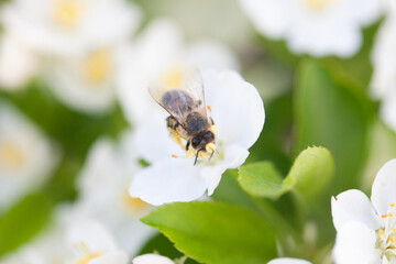 Close-up bee pollinating spring flowers in city park
