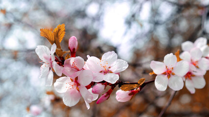 Sakura. Blooming Japanese cherry. Pink flowers. Fruit tree. Spring background with flowers.