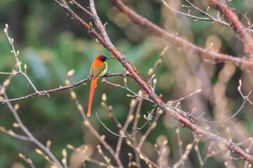 Fire-tailed sunbird (Aethopyga ignicauda) at Sandakaphu, West Bengal, India