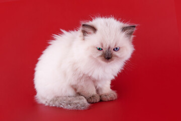 little ragdoll kitten with blue eyes sitting on a red background. High quality photo for card and...