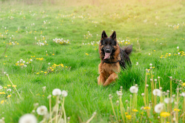 German shepherd dog in  harness out for a walk lying  on the grass in sunny  spring day
