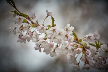 Cherry Blossoms