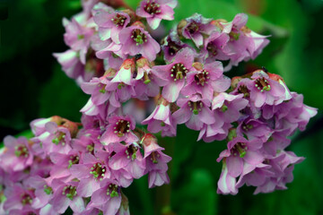 Spring in the garden. Primroses. Badan buds. Pink flowers	