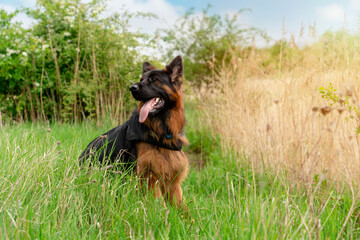 German shepherd dog in  harness out for a walk lin the park  on the grass in sunny  spring day
