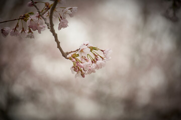 Cherry Blossoms