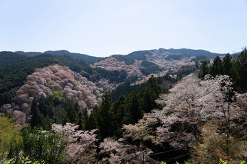 landscape with trees