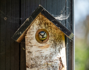 Blue tit flying from a wooden bird box in a suburban garden in spring in London UK.