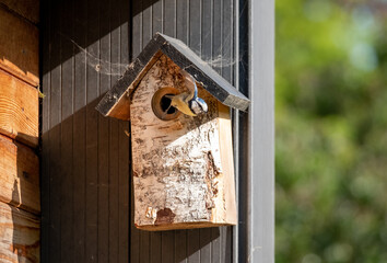 Blue tit flying from a wooden bird box in a suburban garden in spring in London UK.