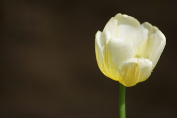 tulip