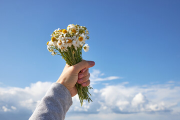 Bouquet of beautiful daisies against the background of clouds and blue sky
