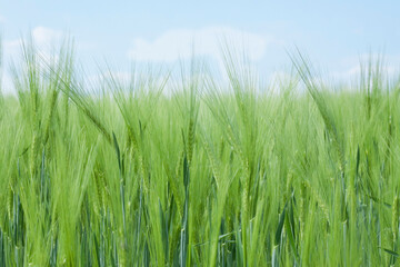 Rye field under the summer sun, ears of rye. Wheat field. green ears of wheat or rye close up. Rich harvest Concept. majestic rural landscape. Soft lighting effects. Wonderful natural background. 