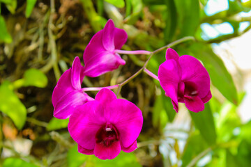 Obraz premium purple iris flower