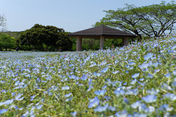 flowers in the meadow