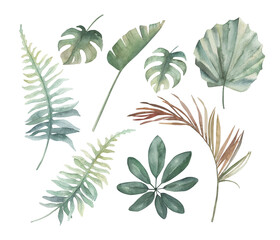 Watercolor set of tropical leaves. Hand drawn isolated illustration on white background
