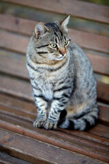 Cute tabby cat sits on a wooden bench in the park