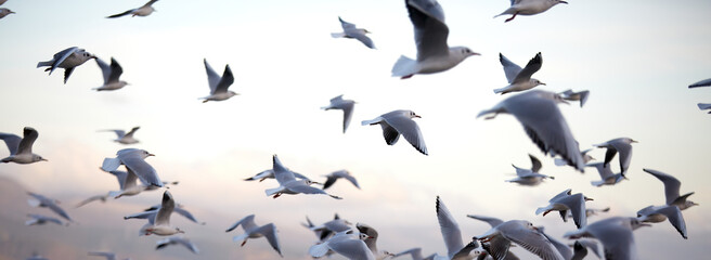 A lot of seagulls fly against the background of the evening sky as a backdrop