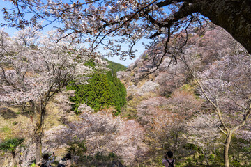 tree in the mountains