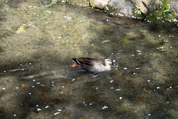 duck in the water