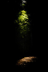 Light in the forest