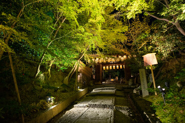 bridge in the forest