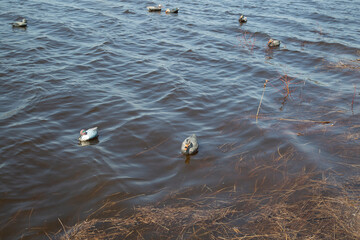 Duck hunting. Hunting with decoy ducks on the lake.