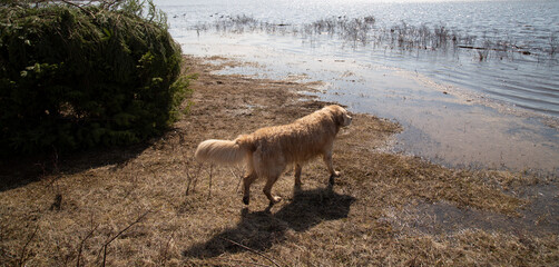 Duck hunting. Hunting with decoy ducks on the lake.