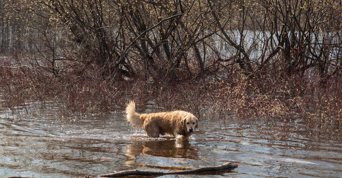 A dog, a Golden Retriever, is swimming on the lake.Golden Retriever walks in the woods.