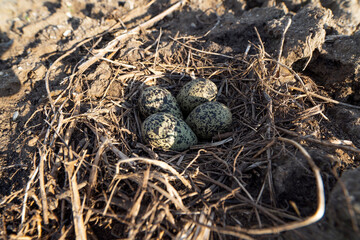 Bird eggs in a nest. Easter eggs