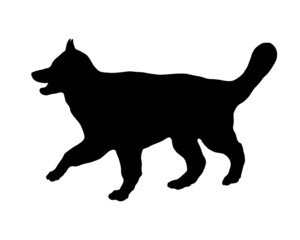 Walking long-haired german shepherd puppy. Alsatian wolf dog. Black dog silhouette. Pet animals. Isolated on a white background.