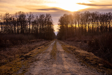 Beautiful sunset above endless, straight dirt road passing through the dense forest of Turopoljski Lug, Croatia