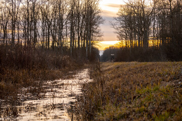 Beautiful sunset above endless, straight dirt road passing through the dense forest of Turopoljski Lug, Croatia with hunting tower in distance