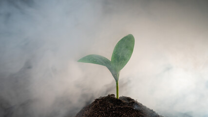Zucchini sprout in fog on a black background. 