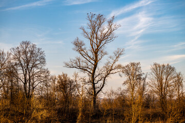 Obraz na płótnie Canvas Flock of black ravens resting on the top branches of leafless, tall tree lit by the sunset sun in winter season