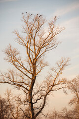 Flock of black ravens resting on the top branches of leafless, tall tree lit by the sunset sun in winter season