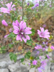 A bee in a purple flower in the park of Split