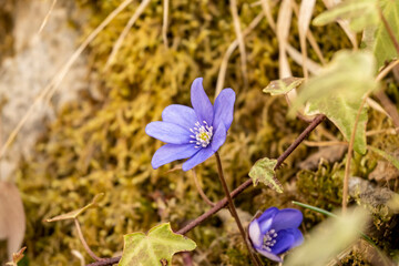 Beautiful purple wild flowers, self grown in parents garden announcing spring season