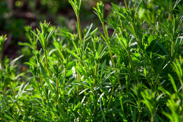 Close up beautiful green grass in a sunlight. Spring nature.