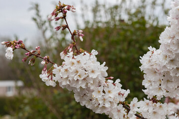 Close up of white flowering cherry blossom