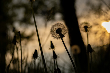 Dandelion flower in the shades during spring sunset