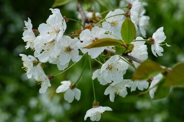 Fleurs de pommier .