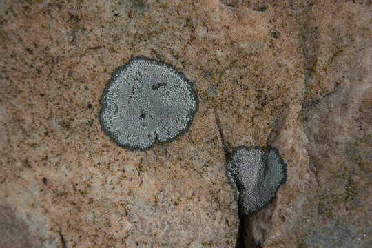 gray lichen on a large stone
