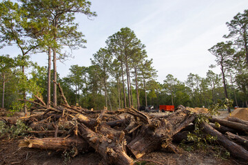 Obraz premium Native forest habitat destroyed for new housing construction in north central Florida