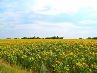 подсолнухи в поле
