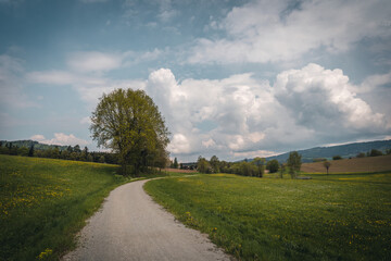 Beautiful meadow with yellow flowers and cloudy sky. Summer spring perfect natural landscape. Bayern Germany