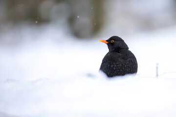 Common blackbird in the snow
